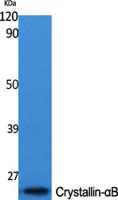 Crystallin-αB Polyclonal Antibody