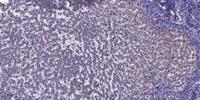 CSRNP2 Polyclonal Antibody