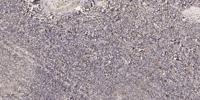 CTRP8 Polyclonal Antibody