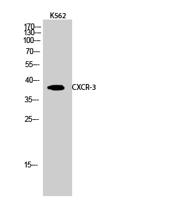 CXCR-3 Polyclonal Antibody