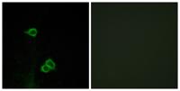 CXCR-7 Polyclonal Antibody