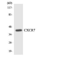 CXCR-7 Polyclonal Antibody