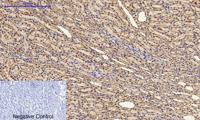 Cyclin A Polyclonal Antibody