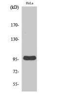 Cyclin M2 Polyclonal Antibody