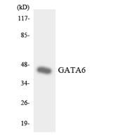 GATA-6 Polyclonal Antibody