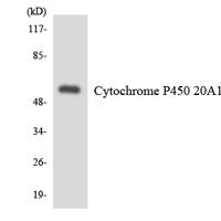 CYP20A1 Polyclonal Antibody