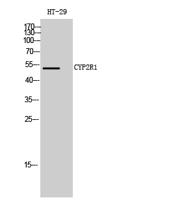 CYP2R1 Polyclonal Antibody