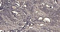 CYP3A4/5 Polyclonal Antibody