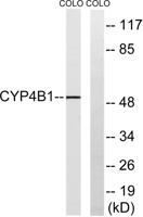 CYP4B1 Polyclonal Antibody