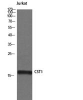 Cystatin SN Polyclonal Antibody