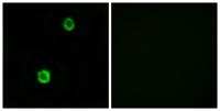 Cystatin SN Polyclonal Antibody