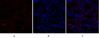 Cytokeratin 18 Polyclonal Antibody