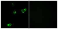 D4DR Polyclonal Antibody
