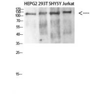 DAAM1 Polyclonal Antibody