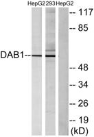 Dab1 Polyclonal Antibody