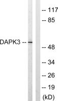 DAPK3 Polyclonal Antibody