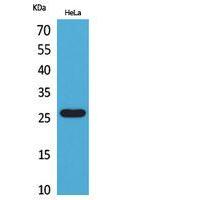 DCL-1 Polyclonal Antibody