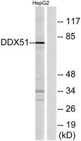 DDX51 Polyclonal Antibody