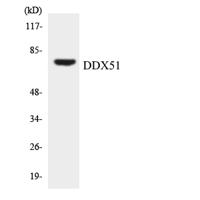 DDX51 Polyclonal Antibody