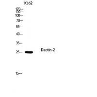Dectin-2 Polyclonal Antibody