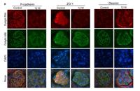 Desmin Polyclonal Antibody