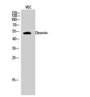 Desmin Polyclonal Antibody