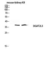 DGAT2L3 Polyclonal Antibody