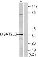 DGAT2L6 Polyclonal Antibody