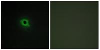DGK-κ Polyclonal Antibody