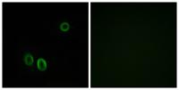 D-GPCR Polyclonal Antibody
