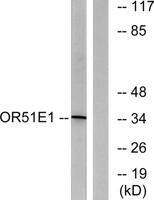 D-GPCR Polyclonal Antibody