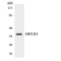 D-GPCR Polyclonal Antibody