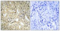 DHA Kinase Polyclonal Antibody