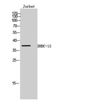 DHHC-15 Polyclonal Antibody