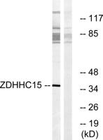 DHHC-15 Polyclonal Antibody