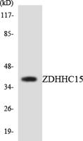 DHHC-15 Polyclonal Antibody