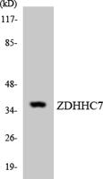 DHHC-7 Polyclonal Antibody