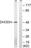 DHODH Polyclonal Antibody