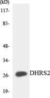 DHRS2 Polyclonal Antibody