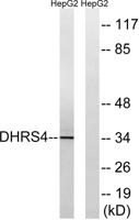 DHRS4 Polyclonal Antibody