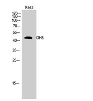 DHS Polyclonal Antibody