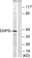 DHS Polyclonal Antibody