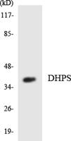 DHS Polyclonal Antibody