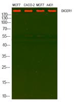 DICER Polyclonal Antibody