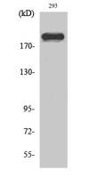 Dio-1 Polyclonal Antibody