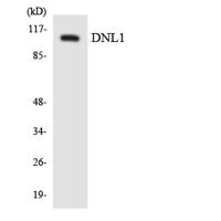 Dio-1 Polyclonal Antibody