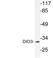 DIO3 Polyclonal Antibody