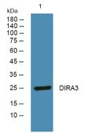 DIRA3 Polyclonal Antibody