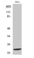 Di-Ras1 Polyclonal Antibody