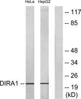 Di-Ras1 Polyclonal Antibody